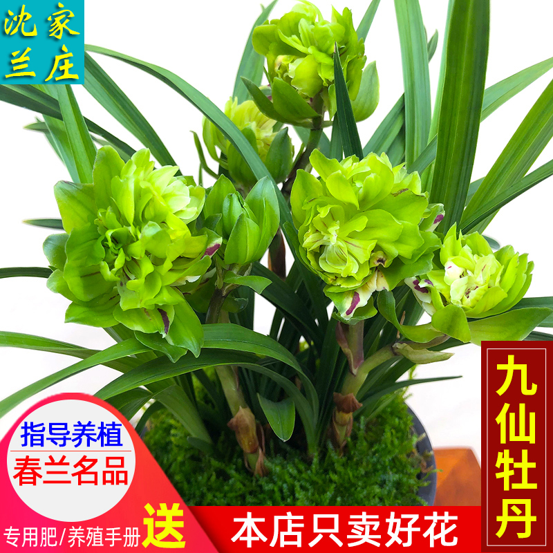 名贵兰花苗【九仙牡丹】春兰浓香型盆栽室内花卉兰草阳台