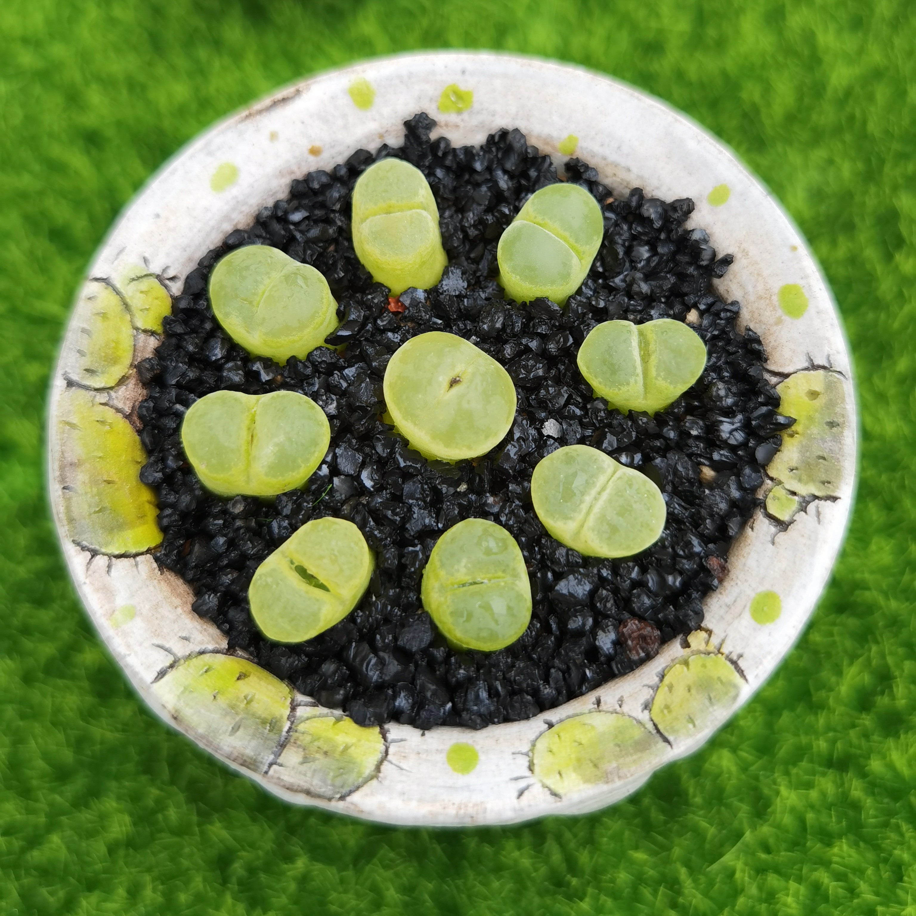 ①号链接曼玉多肉生石花肉锥阳台植物简单好养红色稀有名贵多肉
