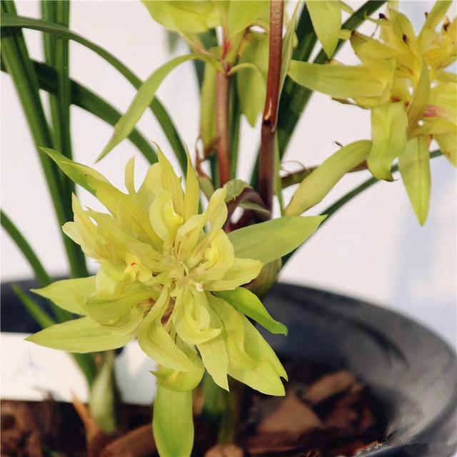 春兰慧兰，奇花异草