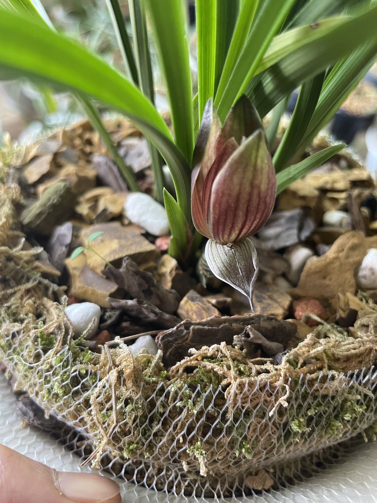 自己种植的春兰品种