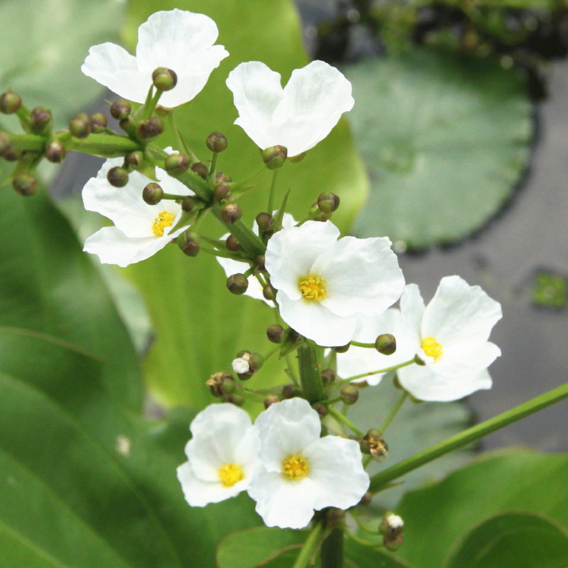白色珍珠兰泽泻 水培水生植物水池鱼池庭院花开造景花卉原盆发货