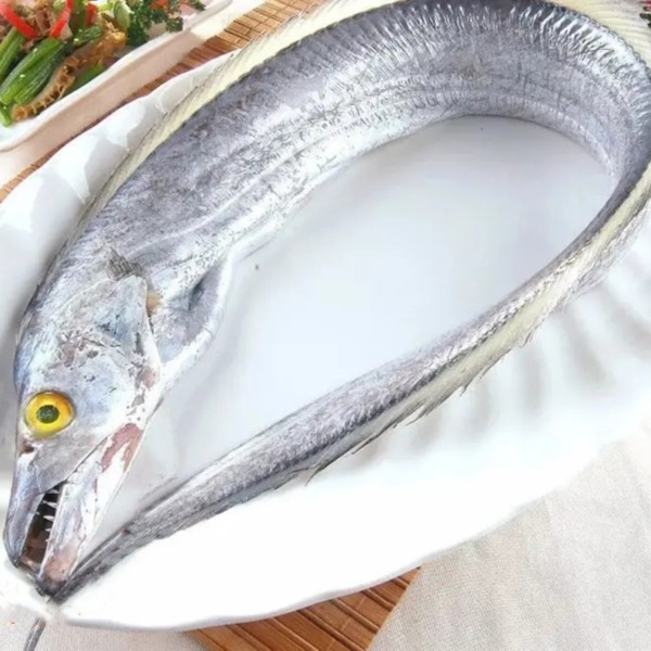 南海拖网黄眼油带鱼