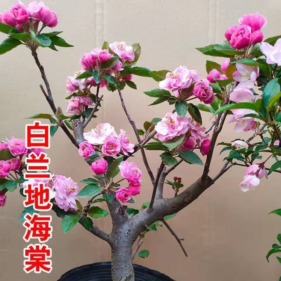 白兰地海棠开花结果海棠花盆栽树苗盆景重瓣老桩庭院绿植花卉包邮