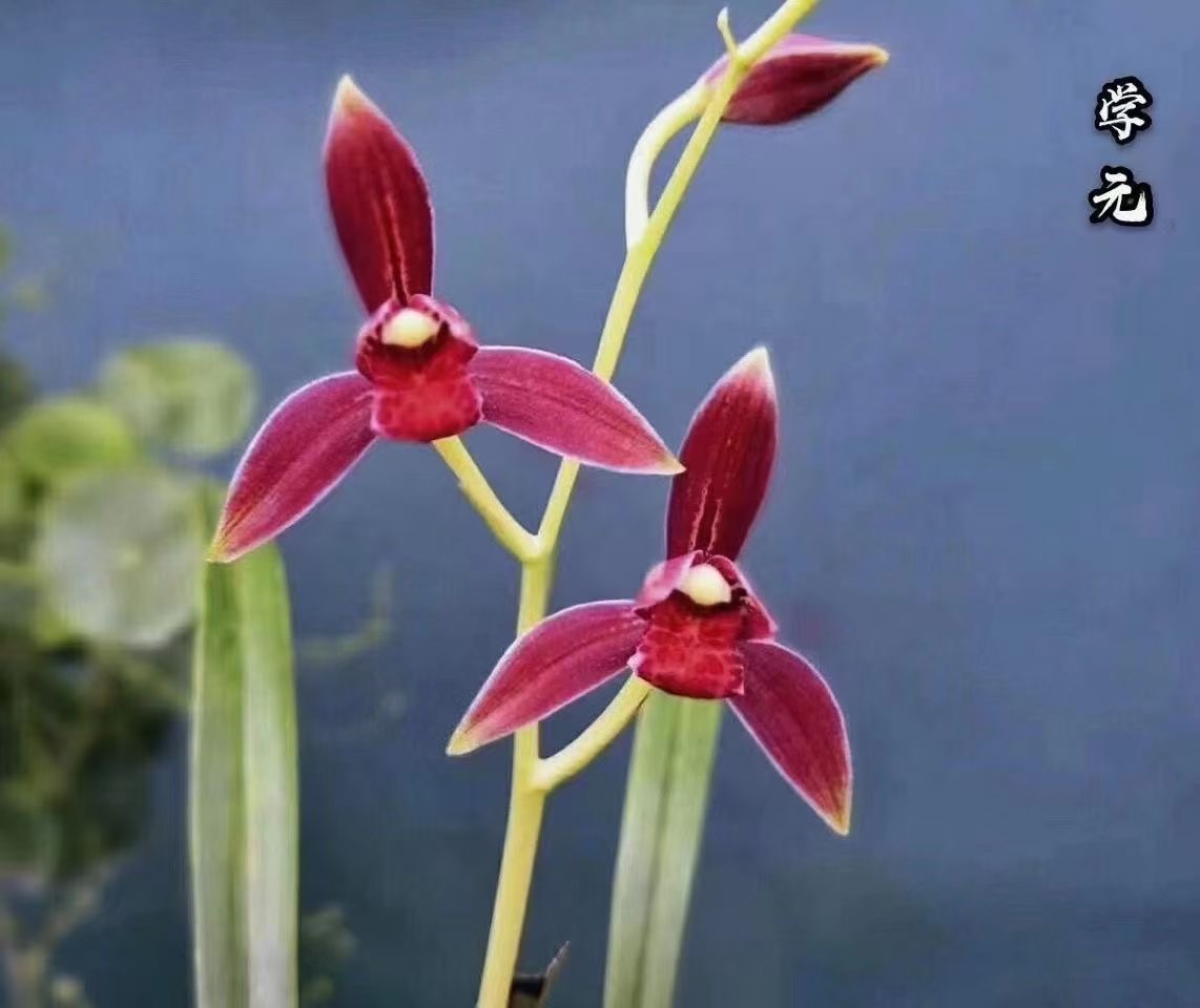 精品兰花学元红素