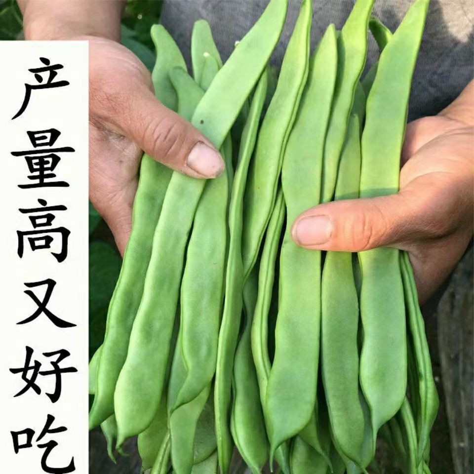 绿龙架豆种子扁芸豆豇豆豆角种籽四季高产春季阳台盆栽蔬菜种孑