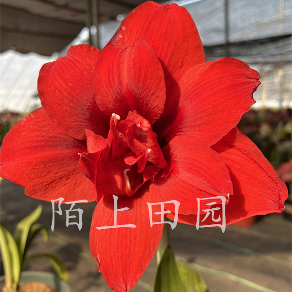  【双王】★荷兰重瓣朱顶红种球室内外盆栽花卉