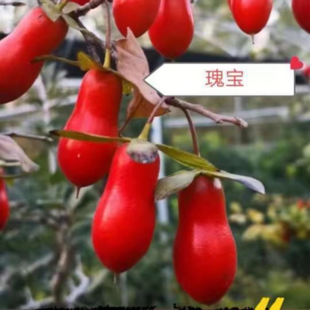 老鸦柿一物一拍观果直播间为准 各式各款有你喜欢