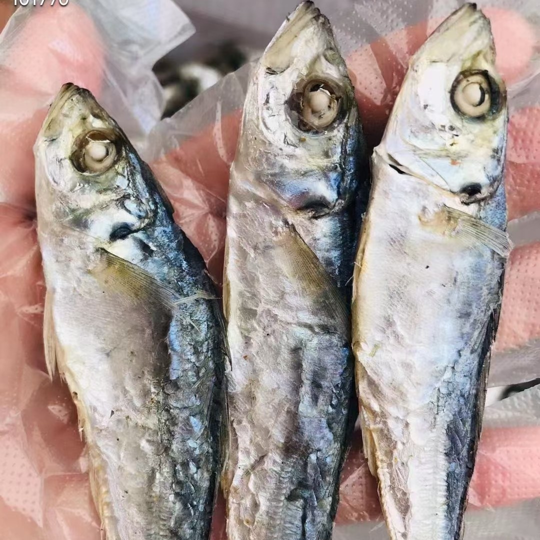 广东阳江沙扒湾淡晒巴浪鱼干(波浪鱼)500g