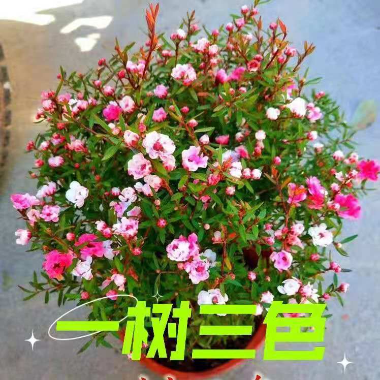 澳洲松红梅一树多色耐寒耐热绿植花卉盆栽阳台客厅庭院重瓣花包邮