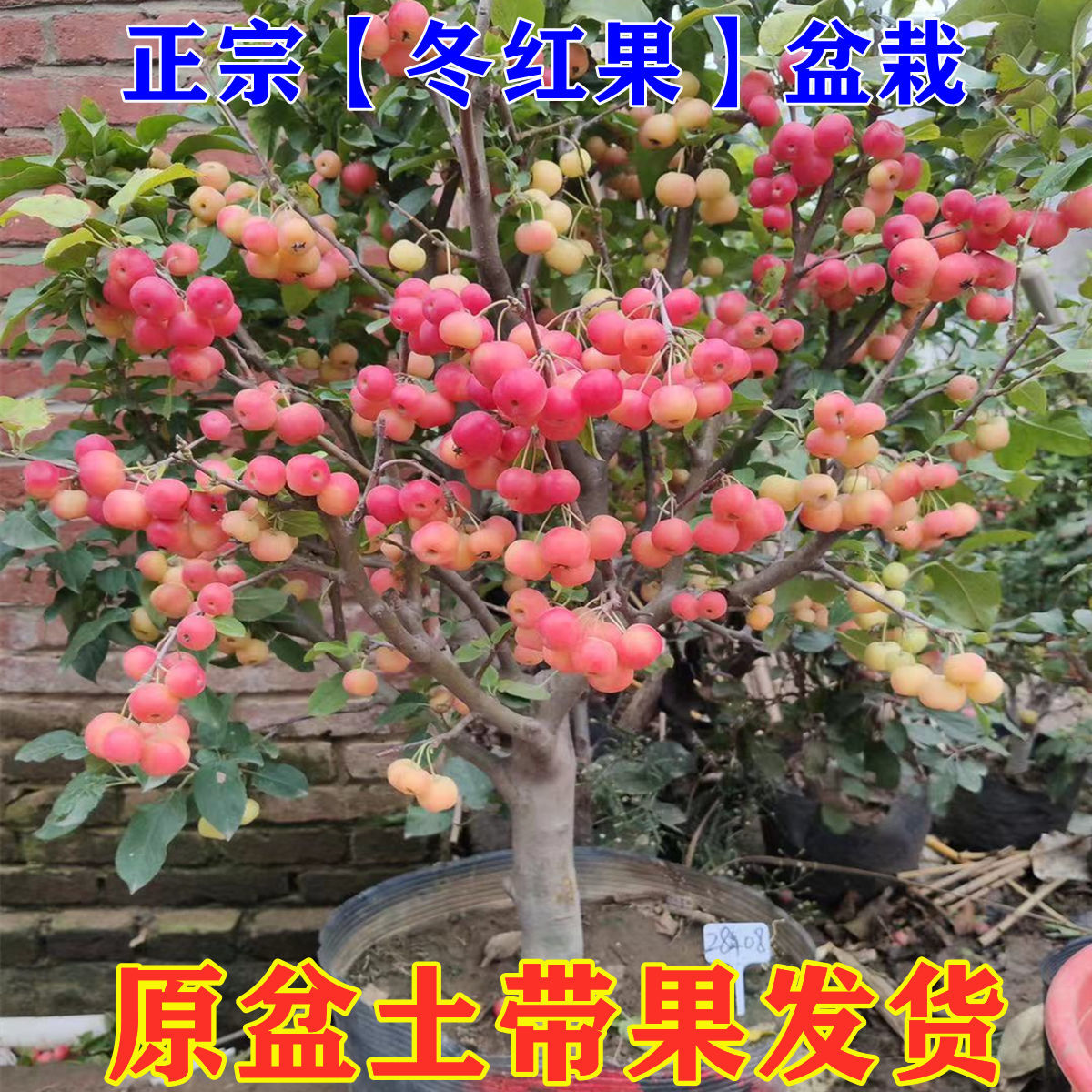 海棠带果发货老桩多年生老盆口