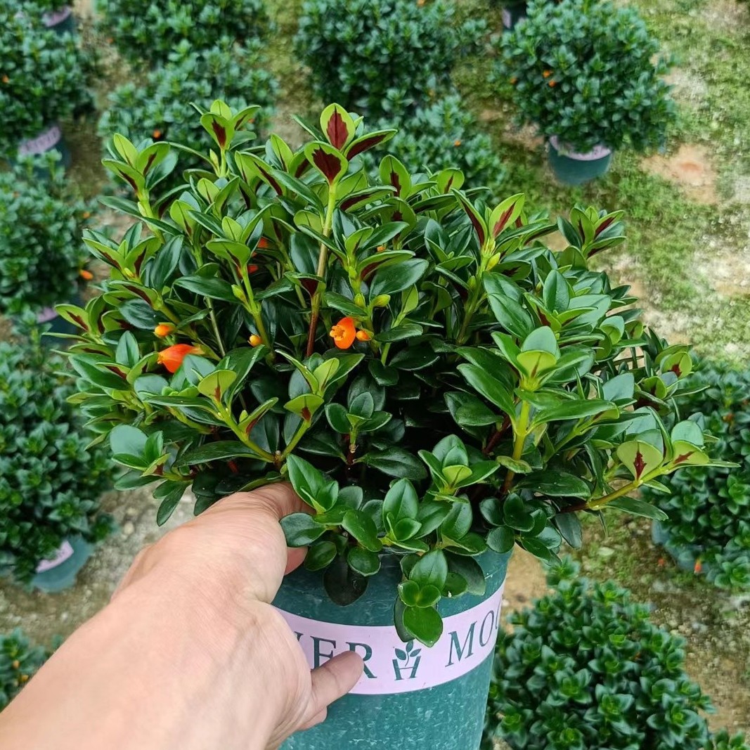 金鱼花吊兰花卉盆栽室内观花绿植四季开花净化庭院阳台办公室客厅