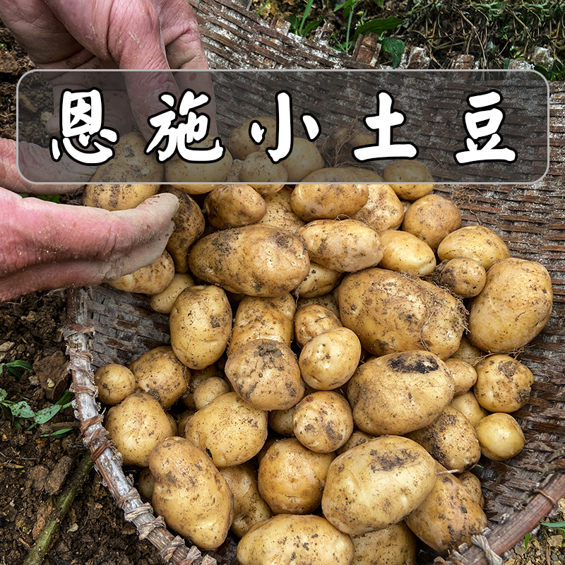 【马尔科土豆】2025高山洋芋湖北恩施富硒小土豆农家自种马铃薯