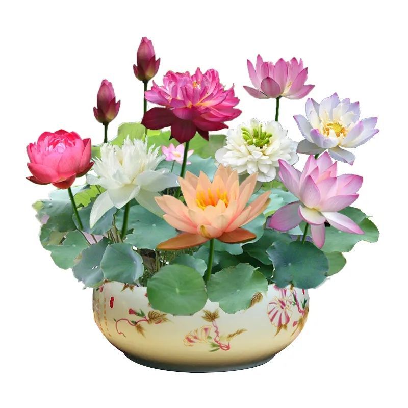 四季开花盆栽碗莲种子水培植物睡莲荷花种子水生水养室内绿植花卉