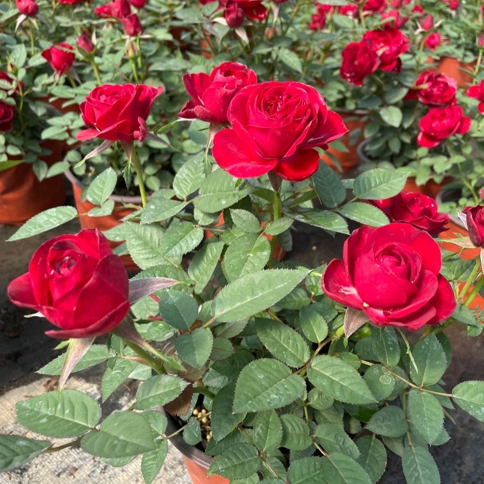 中国红带花苞发货月季花卉植物鲜活盆栽