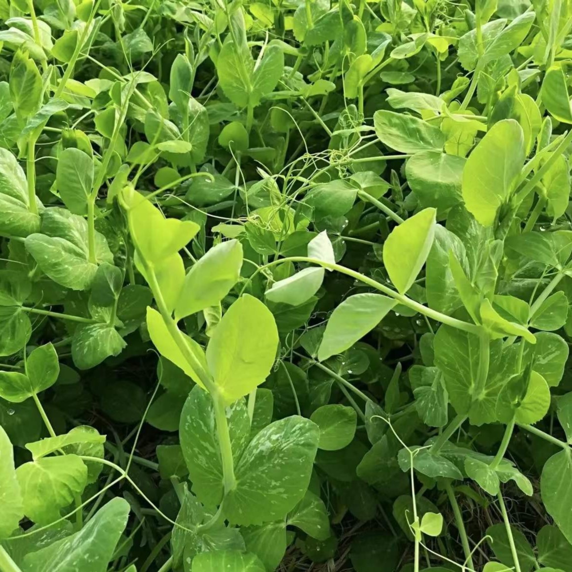 豌豆尖种子四季种植无须豌豆苗阳台盆栽蔬菜种籽