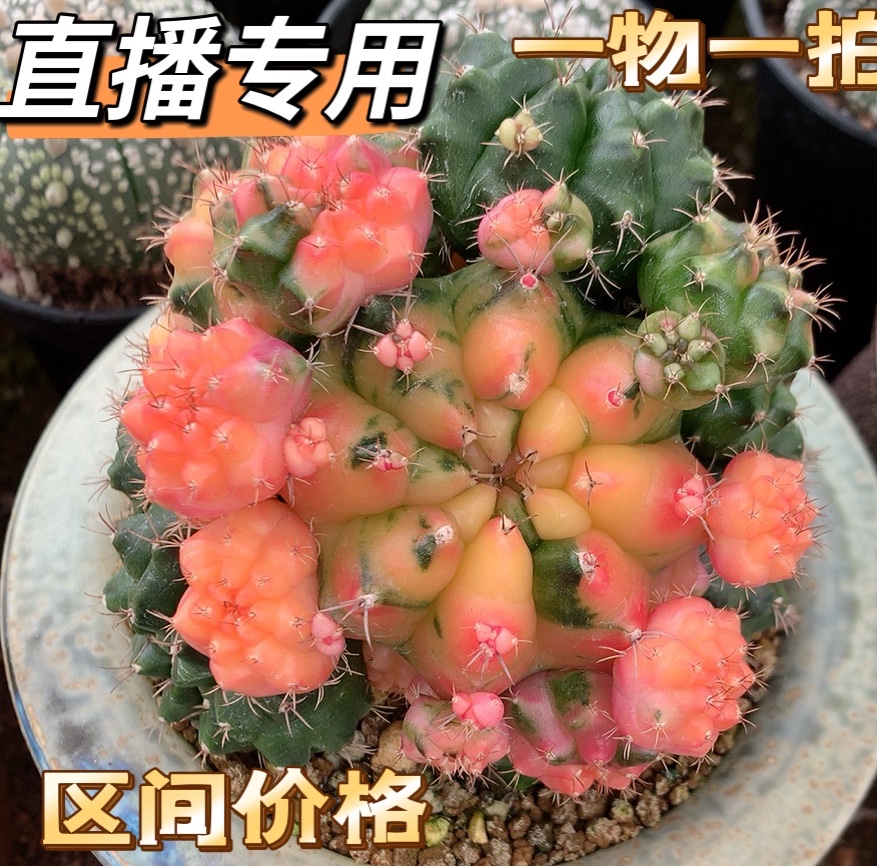 直播专用2号仙人球一物一拍