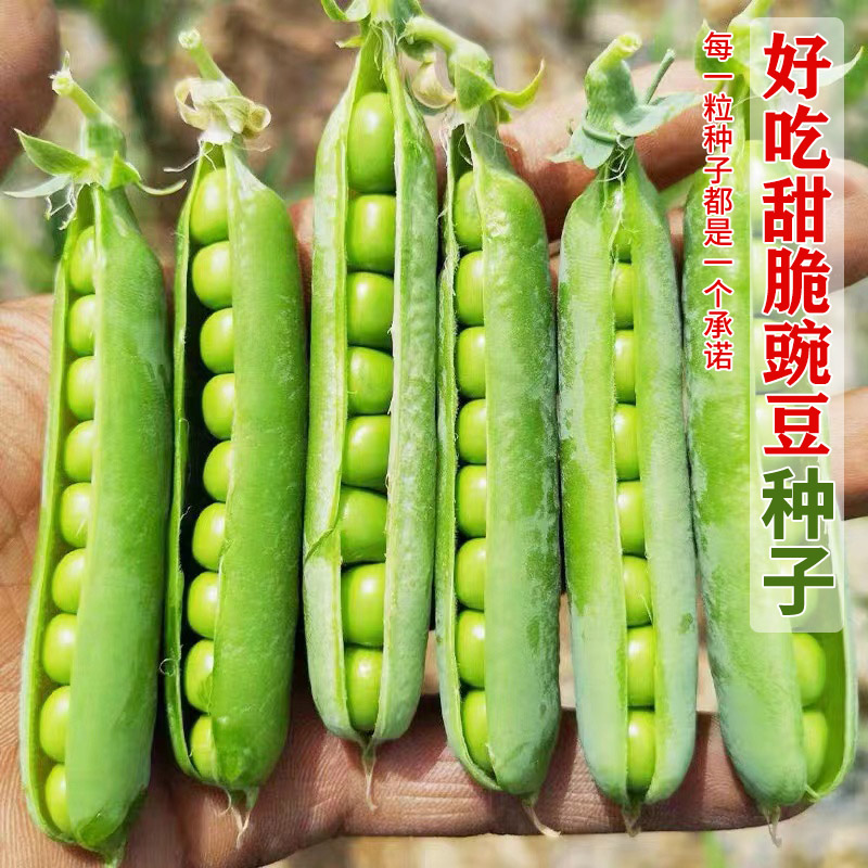 豌豆种籽甜脆种子青碗豆种高产阳台庭院四季蔬菜秋冬季青豌豆种孑
