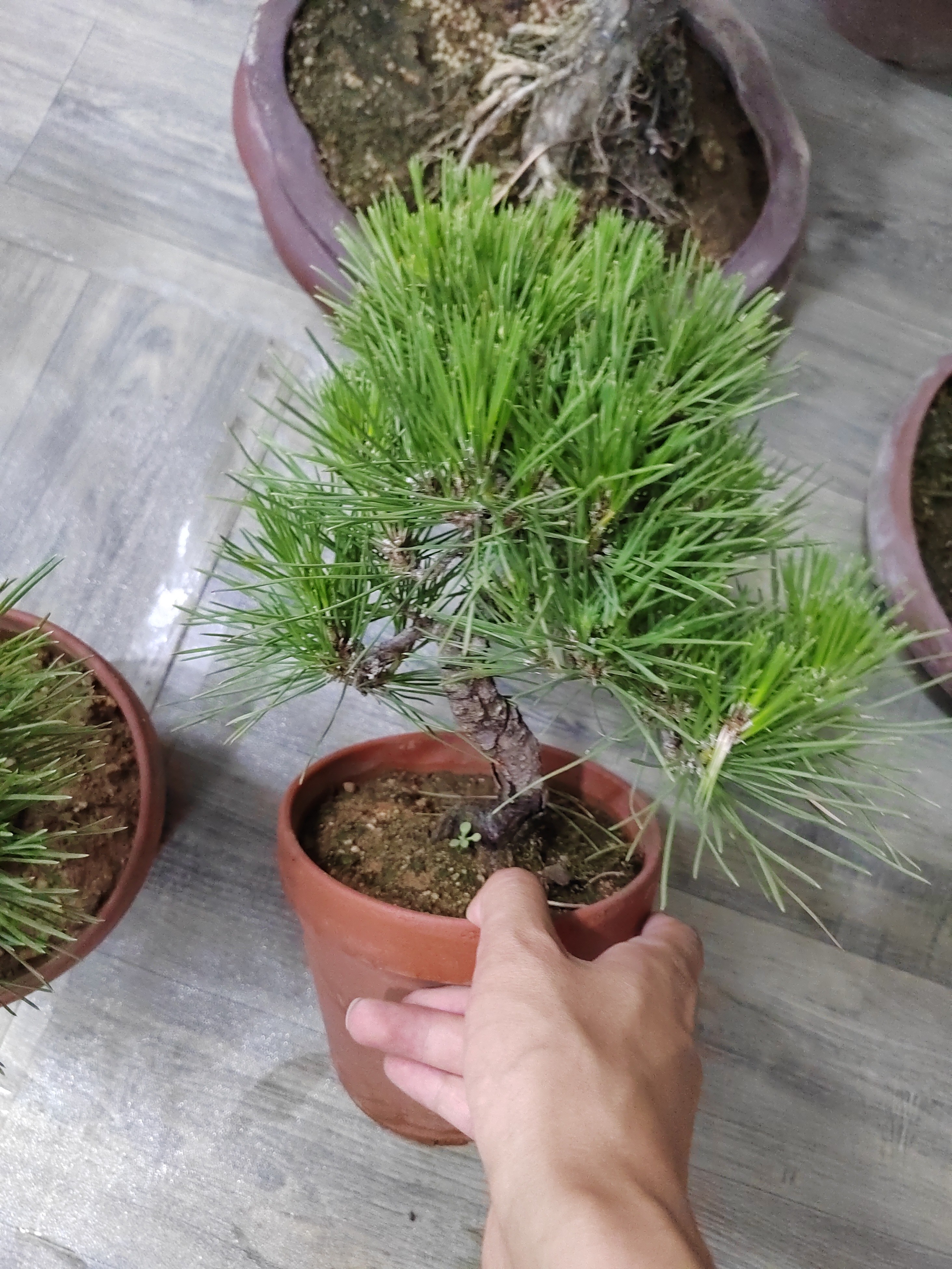 岁寒轩精品盆景（一物一拍）以直播间实物为准