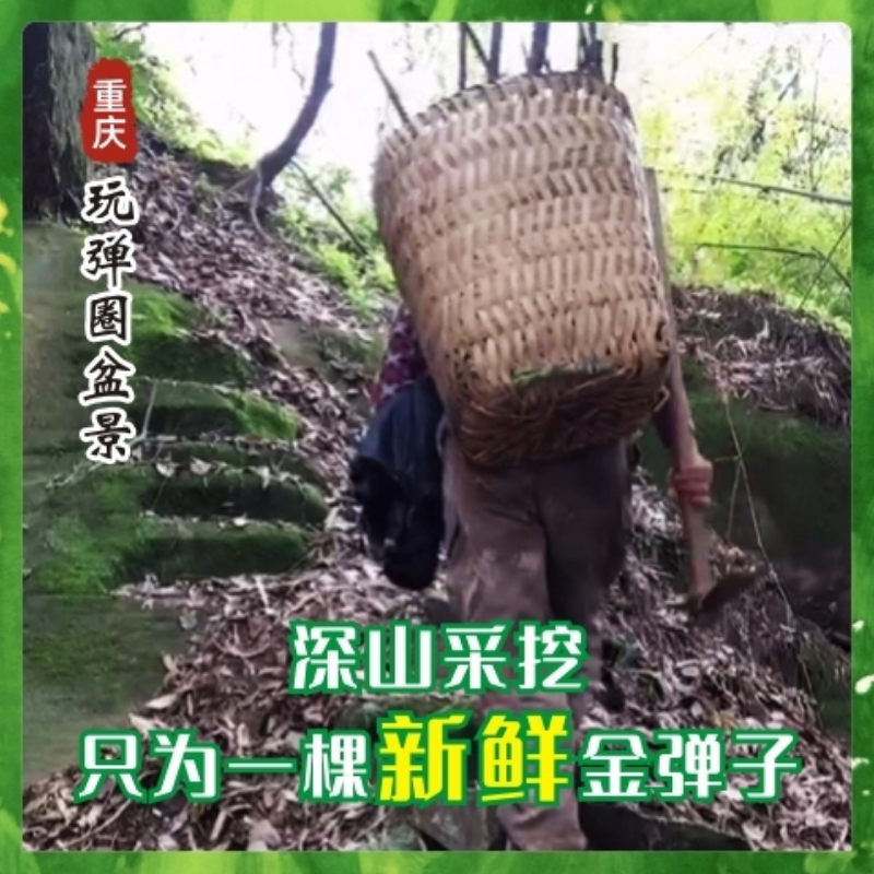 【特惠专属】金弹子悬崖盆景嫁接葫芦花生紫阳金丹中国红灌木盆栽