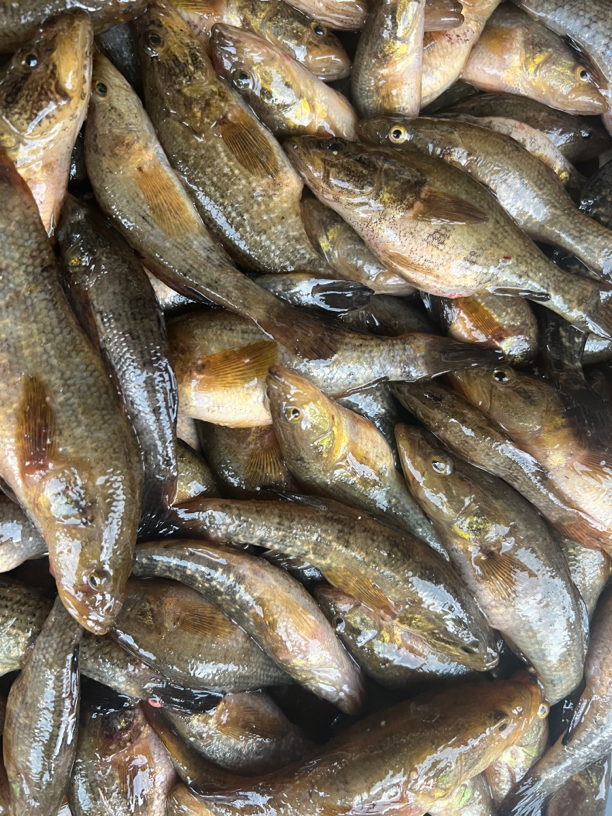 乌苏里江抚远特产大老头5斤顺丰包邮