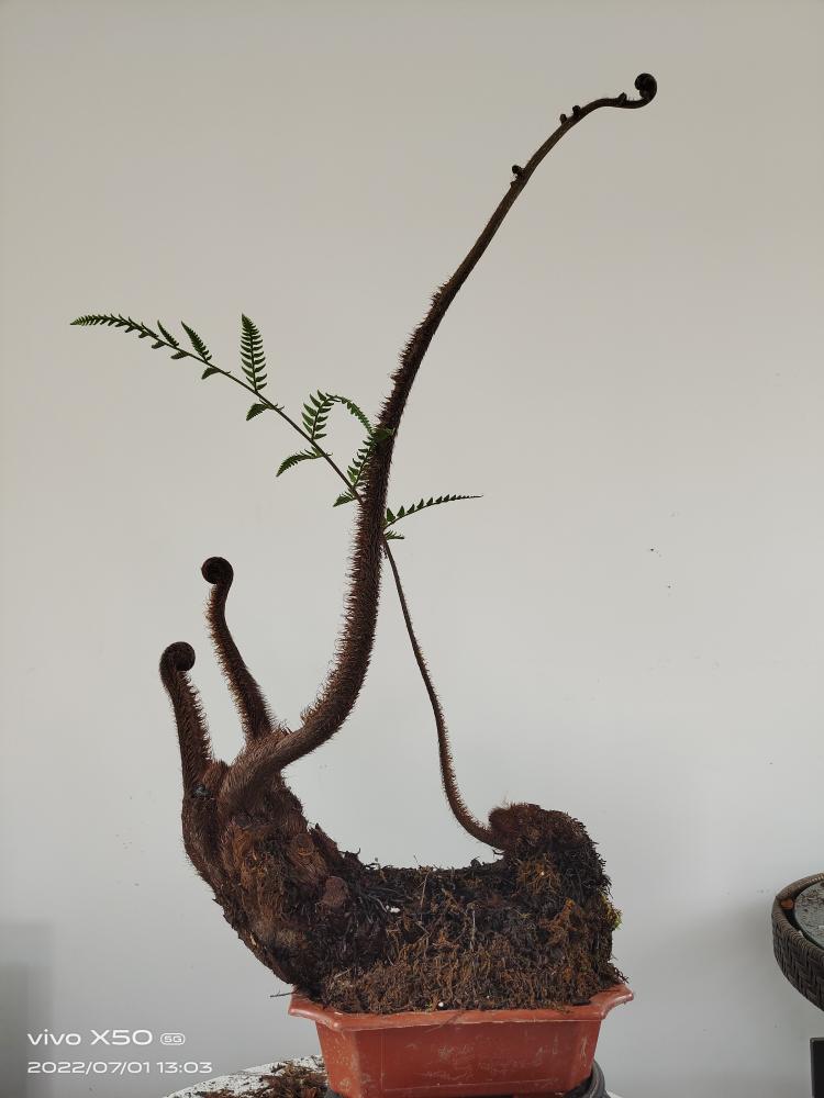 蕨类植物，感受大自然的气息