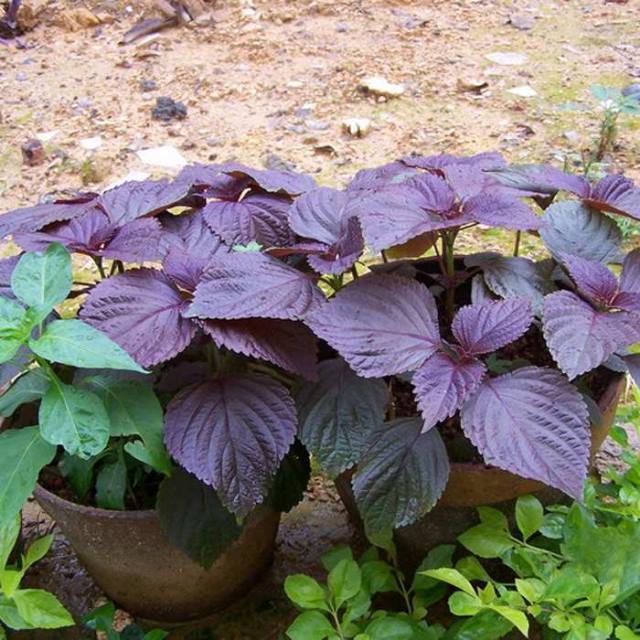 盆栽阳台紫绿大叶赤苏野菜孑可食用蔬菜种籽四季播紫苏