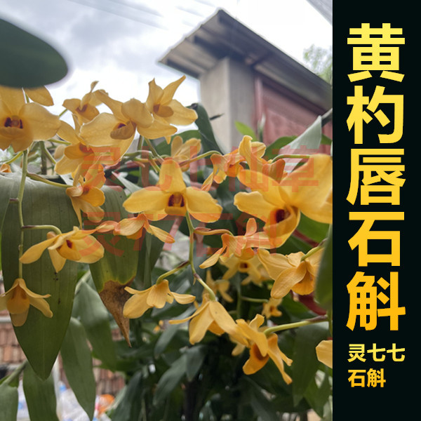黄杓唇石斛 花朵浓香花朵大 种植成活盆栽一盆