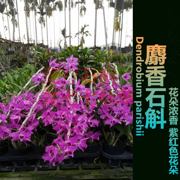 麝香石斛 花朵浓香 14厘米花盆一盆