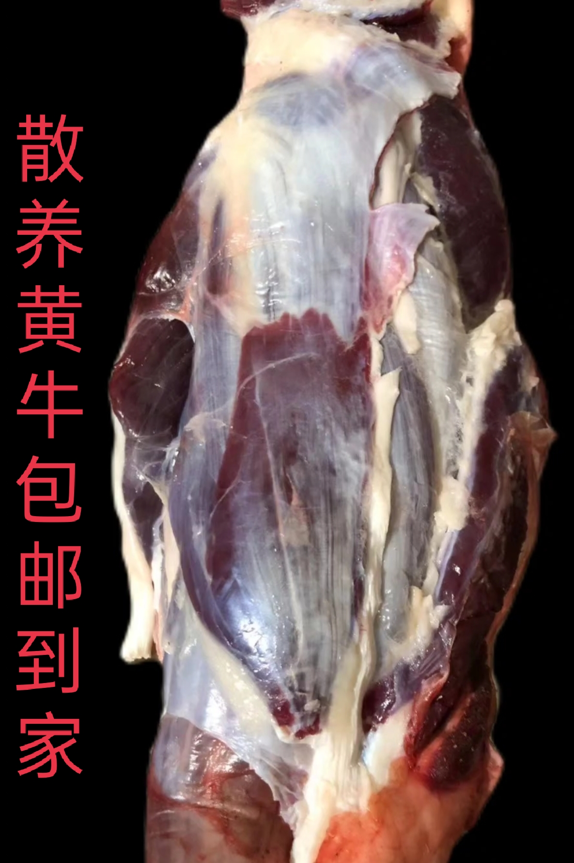 牛腱子  产自新疆乌鲁木齐 2.5公斤