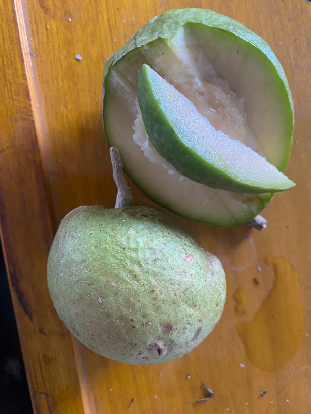 白柿冰激凌，万顷授粉品种，易挂果，高产量，生长快