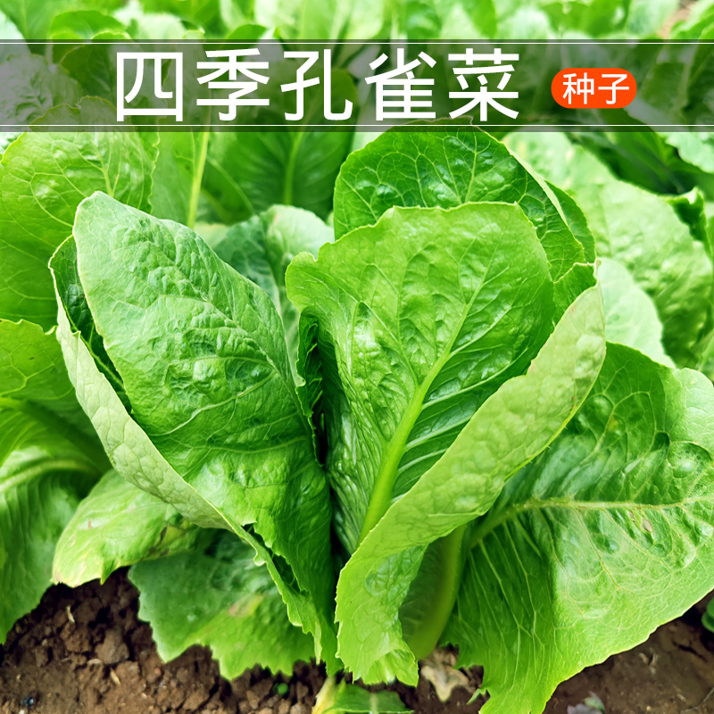 孔雀菜种子油麦菜四季小青菜种子速生脆嫩阳台盆栽小院蔬菜种子