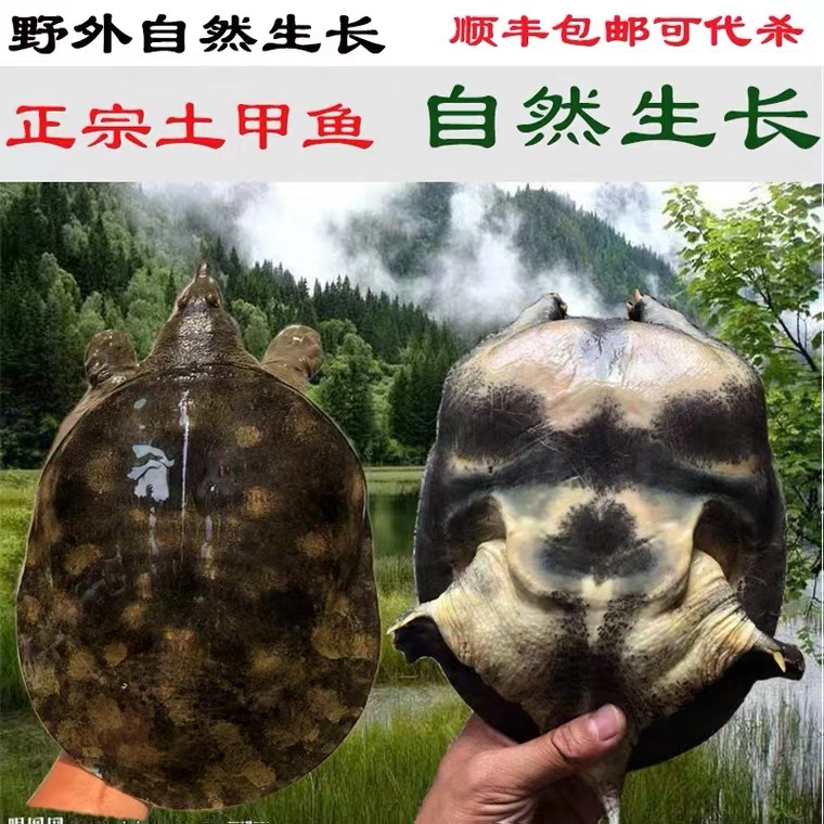 湖南土甲鱼【一手货源 精挑细选】500克顺丰包邮正宗萨卡班手工团购