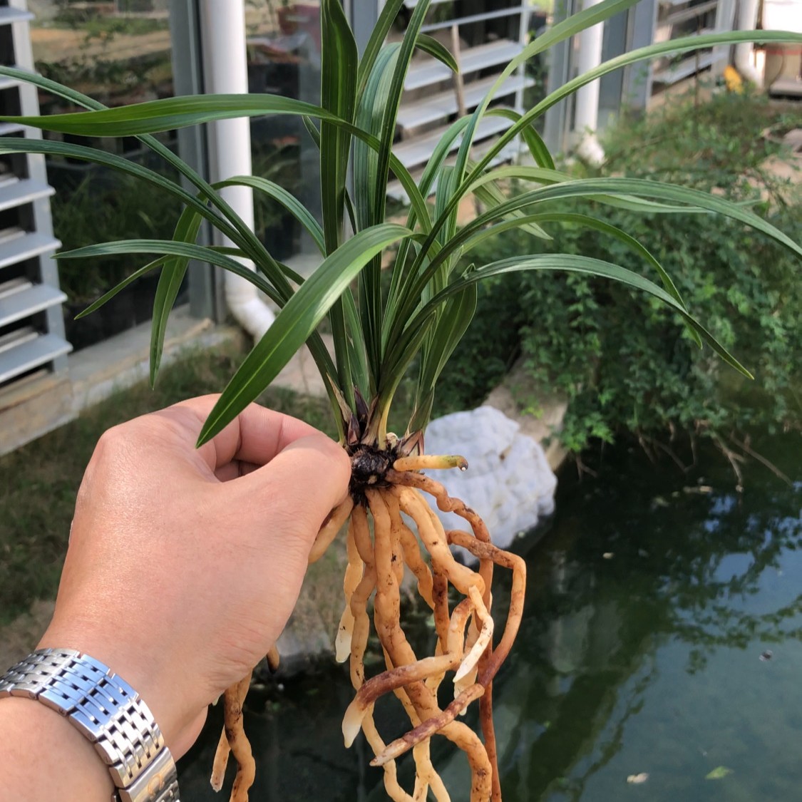 春兰大富贵子母苗一组（周焕根老师种源）春季兰花