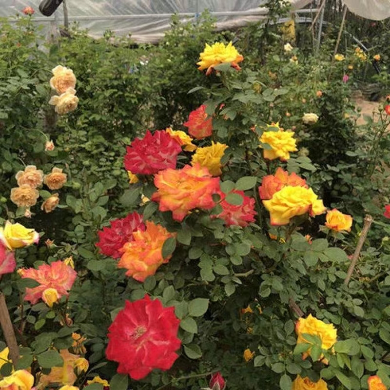 一株多色爬藤月季花腾彩虹  白色黄色红色粉色冬季春季夏季栽培