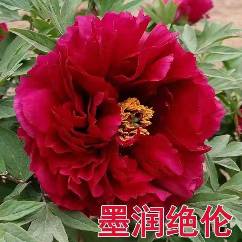 观赏牡丹种植花苗-墨润绝伦