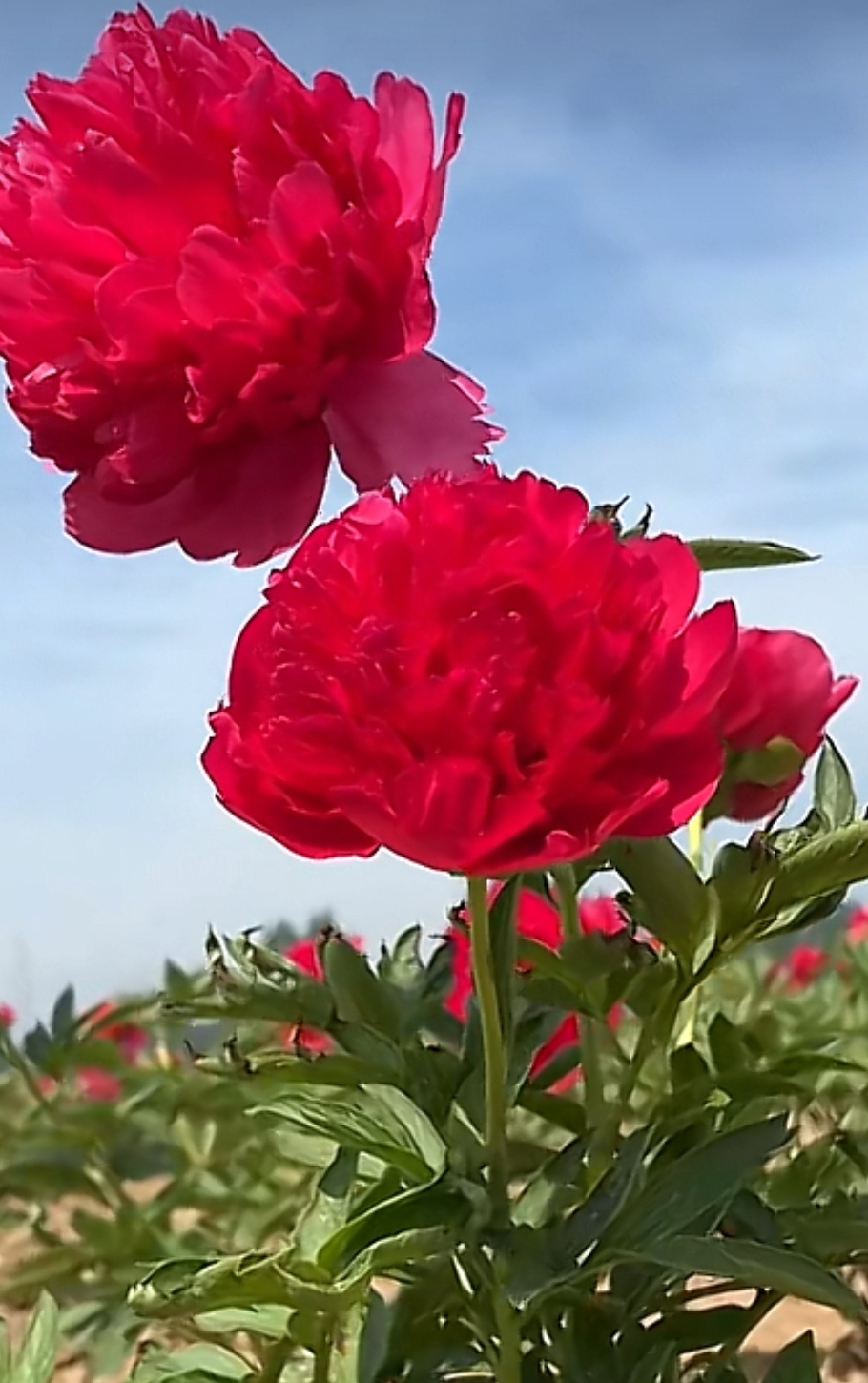 观赏芍药品种-御前表演