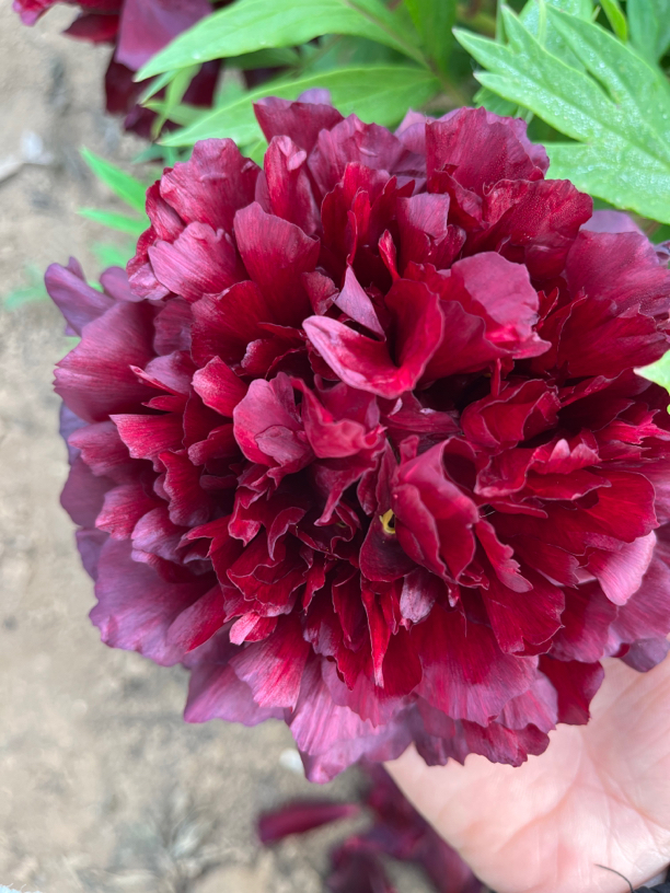 观赏牡丹花苗～黑妞 秋季发苗