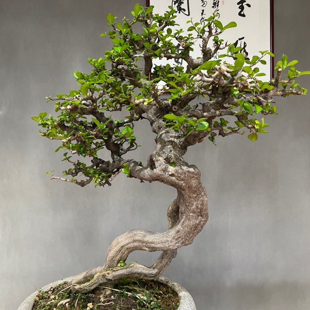 各种盆景改价链接，一物一拍