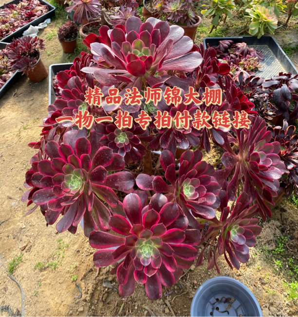 精品法师锦直播链接1至200一物一拍链接
