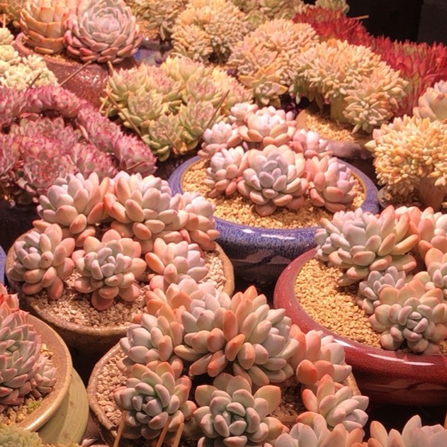 无品牌阳光多肉花园多肉植物链接
