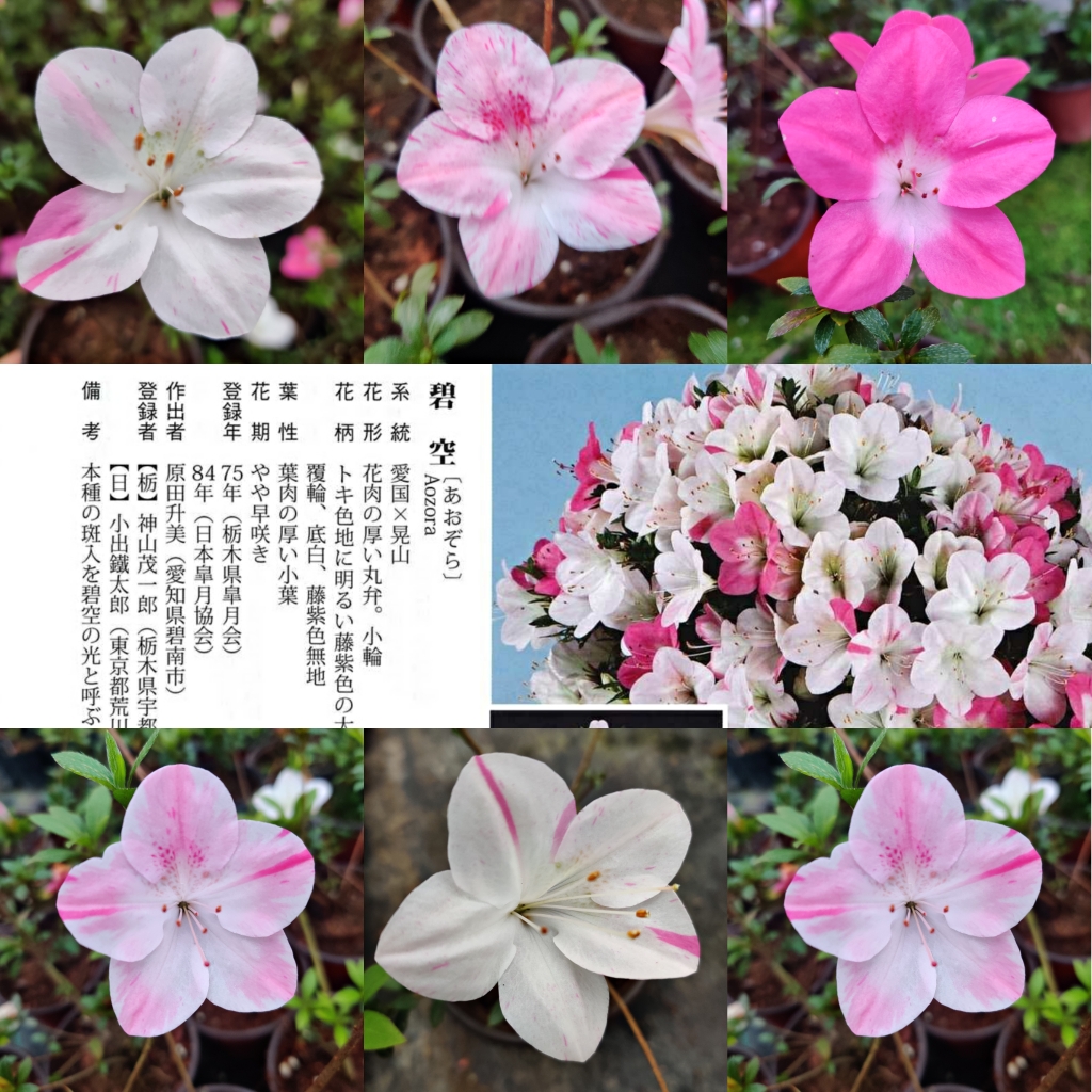 热门经典皋月杜鹃花：碧空单瓣多色耐寒耐旱易养室内室外都可以养