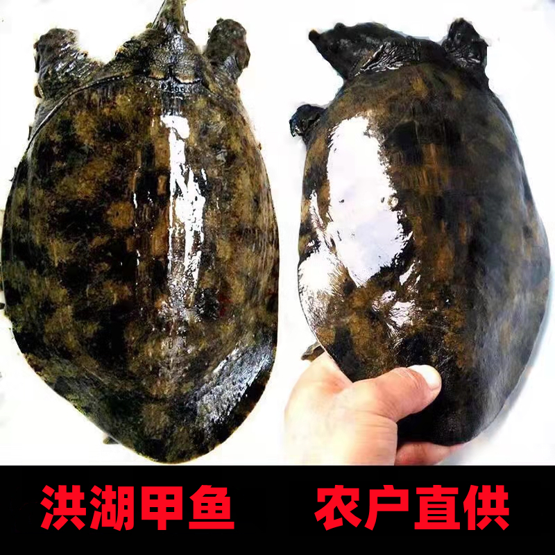 湖北土甲鱼   湖北土甲鱼（一物一拍，私拍不发）