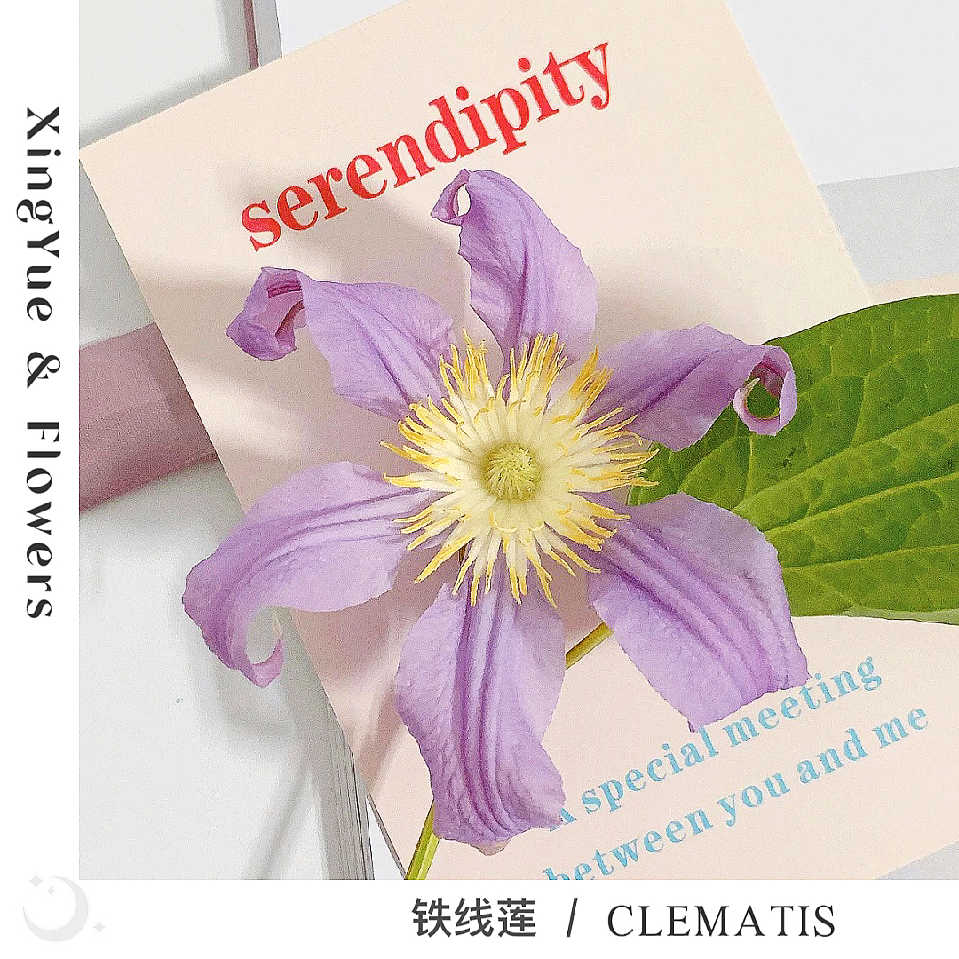 【星玥鲜花】进口铁线莲 清雅高洁的藤本皇后