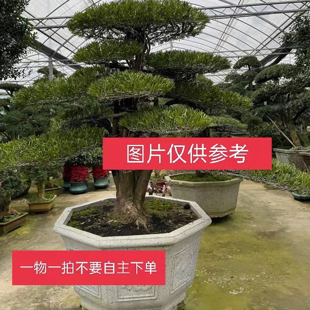 庭院别墅造型树罗汉松地栽四季常青盆景老桩