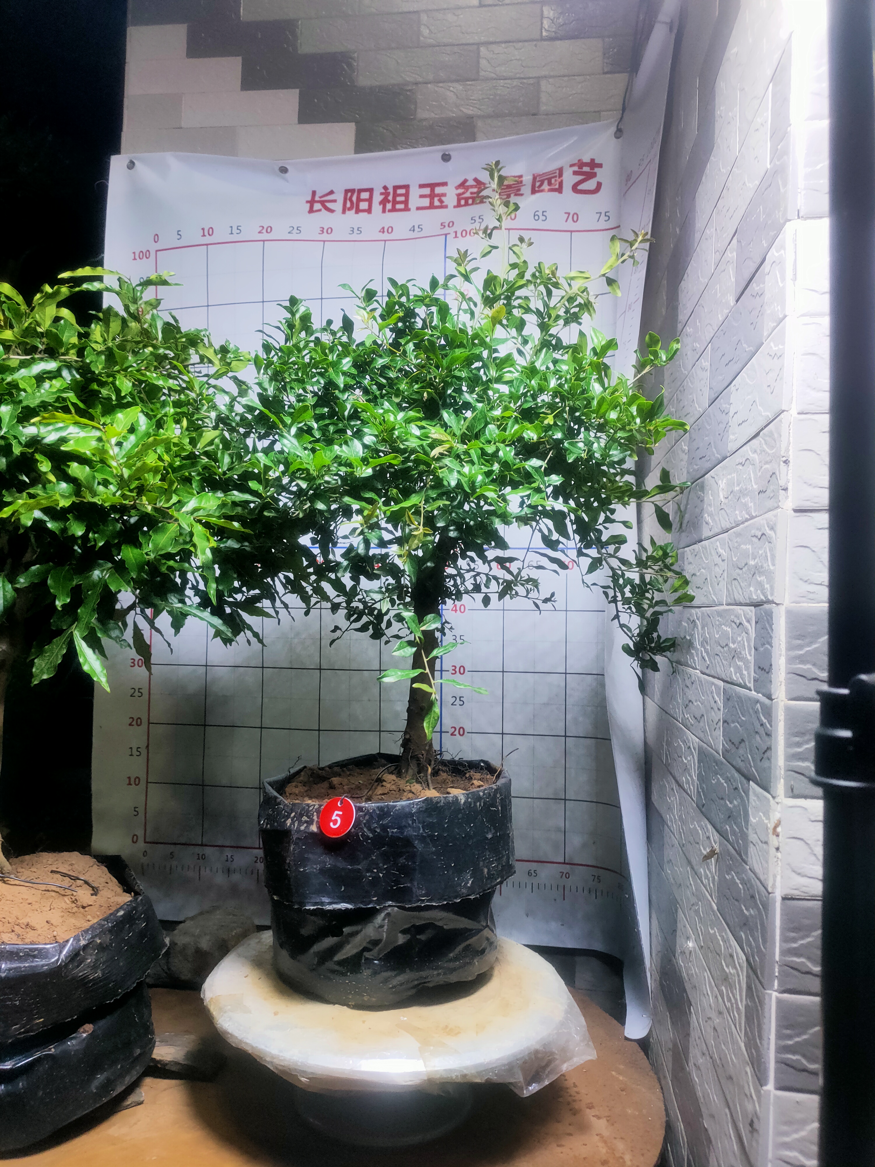 金弹子各种各样盆景