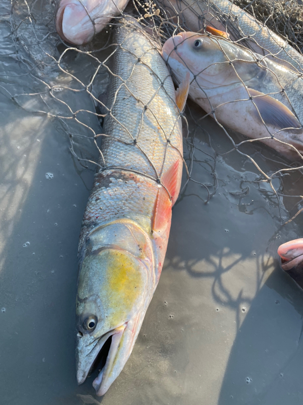 东北冷水鳡鱼4-8斤