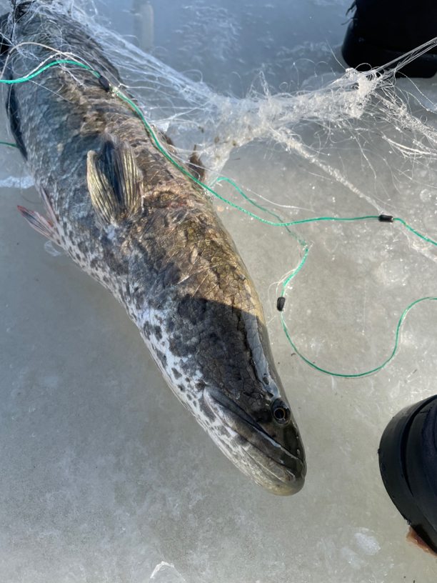 东北冷水黑鱼2条共4斤