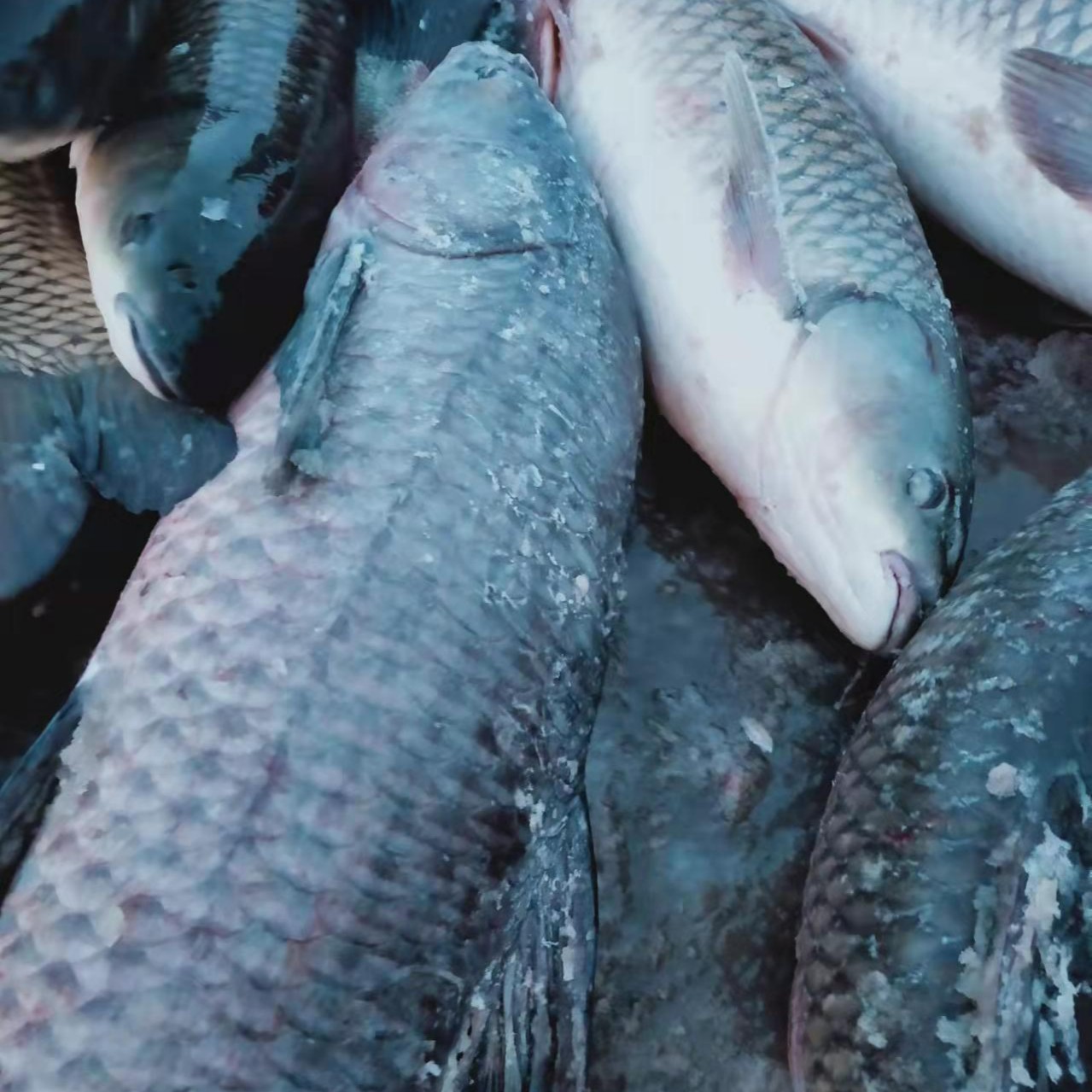 东北冷水青鱼8-25斤