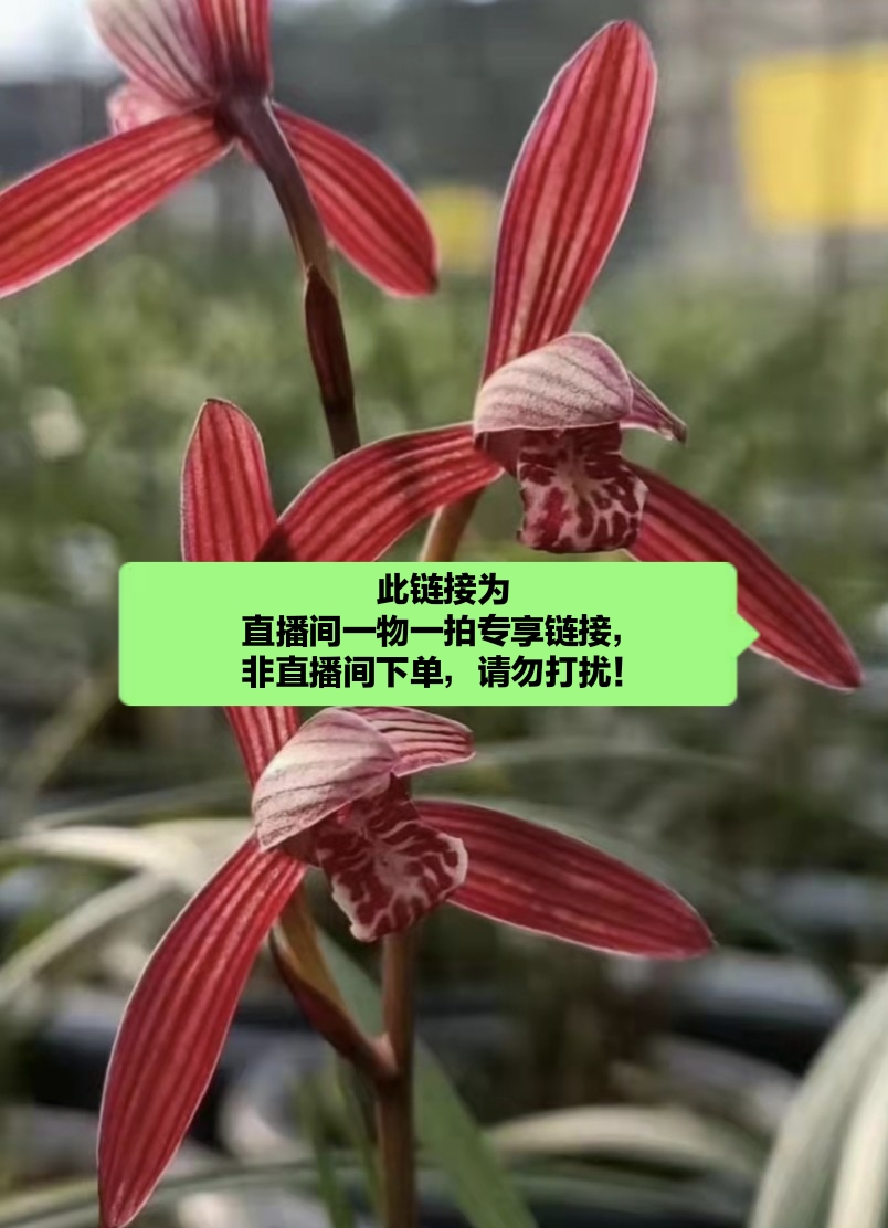 【万能链】兰花精品建兰墨宝，春兰黑猫，寒兰等【下单备注名称]