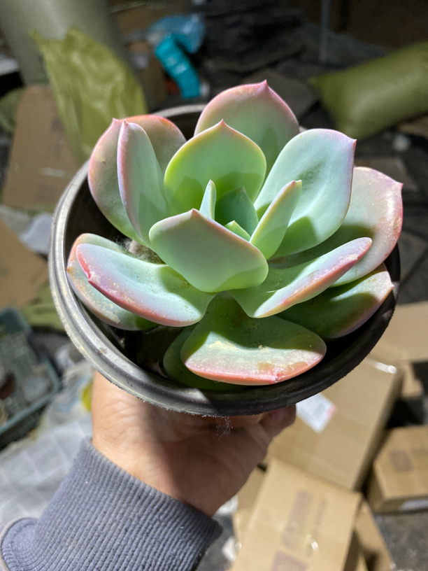 白凤12厘米左右多肉植物